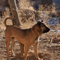 واگذاری سگ سرابی ۲۲ ماهه قد ۸۰ وزن ۷۰