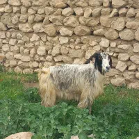 بز کشتاری