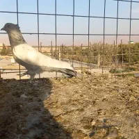 کبوتر فروشی