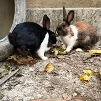 خرگوش خوشگل|موش و خرگوش|گرگان, |دیوار