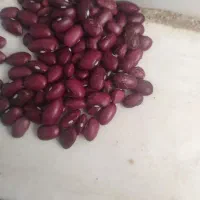 فروش 3تن لوبیا|عمدهفروشی|لردگان, |دیوار