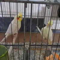 هروس هلندی جوان