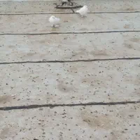 کبوتر|پرنده|کامیاران, |دیوار