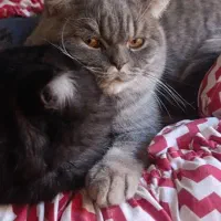 واگذاری گربه بریتیش اسگاتیش|گربه|کرج, آق تپه|دیوار