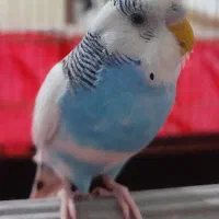 گمشده|پرنده|صحنه, |دیوار