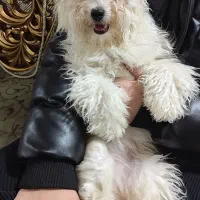 فروش فوری سگ خونگی