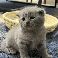 گربه اسکاتیش فولد و آنفولد|گربه|کرمان, |دیوار