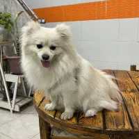 پامرین خرسی نر اصیل