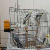 4عروس هلندی باقفس و وسایل|پرنده|محمدشهر, محمدشهر|دیوار