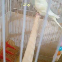 مرغ عشق