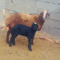 میش بره دار با بره ماده لخت