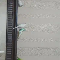 مرغ عشق|پرنده|چهاردانگه (تهران), |دیوار