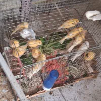 جوجه ی قناری امسال