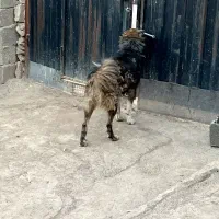 سگ سراب قدرجونی گرگی|سگ|ری, دیلمان|دیوار