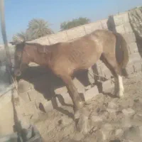 سالم|اسب و تجهیزات اسب‌سواری|میناب, |دیوار