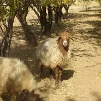 قوچ افشار|حیوانات مزرعه|خانمیرزا, |دیوار