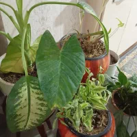 گل و گیاه|گل و گیاه طبیعی|کهریزک, |دیوار