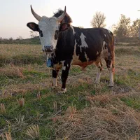 ورزاکوله منده چالوسی عروسک الماس260تایی گاونر|حیوانات مزرعه|رشت, شهرک شهید رجایی|دیوار