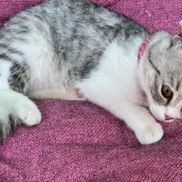 واگزاری گربه|گربه|کرمان, |دیوار
