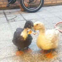 دو عدد اردک فروشی