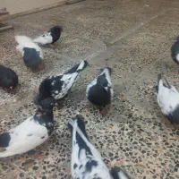 سینه سیاه و طوقی|پرنده|اهواز, شهرک برق|دیوار