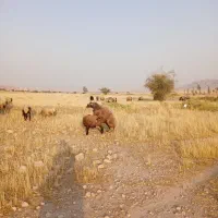 یک راس شیشک قوچ ژندار هترو