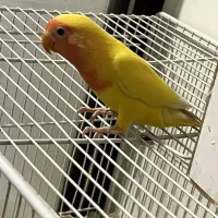 جوجه طوطی برزیلی زیبا