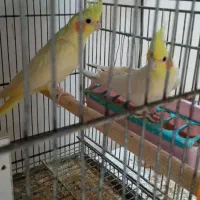 عروس هلندی مولد لوتینو|پرنده|چهارباغ, |دیوار