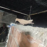 زرد|پرنده|کرمان, |دیوار