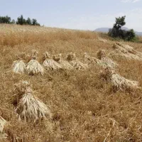 خربد و فروش بافه گندم، درو شده با چقچقه