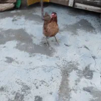 مرغ‌برای‌کشت‌