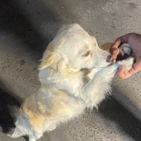 سگ گمشده|حیوانات|تهران, هرندی|دیوار