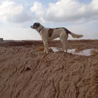 سگ گله|سگ|خوشاب, |دیوار