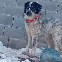 فروشی سگ نر