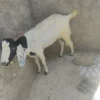 بز مری چاق