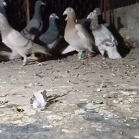 کبوتر|پرنده|فولادشهر, باغشاد|دیوار