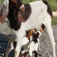 بز دوقلوزا با دو کره نر ماده و یک بز آبستن