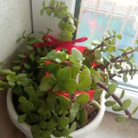 گل های زیبا مناسب روزمادر