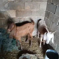 دوعدد بز نر وماده ماده دوماه اپستن ویک گوسفند