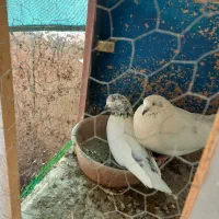 یک جفت کبوتر کار داده