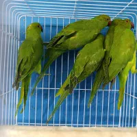جوجه ملنگو