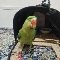 شاه طوطی اسکندر|پرنده|تهران, شهرک زینبیه|دیوار