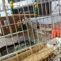 طوطی برزیلی پرنده دوست داشتنی وبا هوش|پرنده|بوشهر, |دیوار