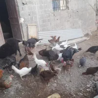 25تا مرغ و۵ تا بقلمو   و2تا غاز