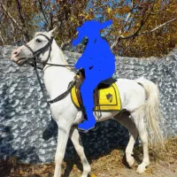 فروش اسب نر