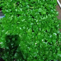 سبزه بهار نارنج