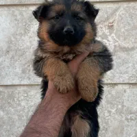 توله ژرمن شپرد شولاین اصیل و خالص خط خونی AA+