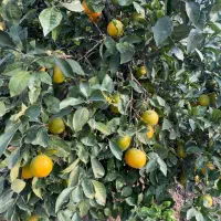 پرتقال شیراز