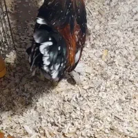 بالغ یوسل بلژیکی