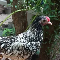 قناری زرد ماده جفت نخورده ، سیبرایت مرغ وخروس|پرنده|رشت, نخودچر|دیوار